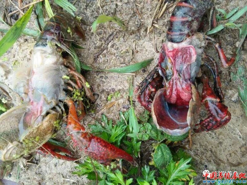 中國養殖基地 yzjidi.com