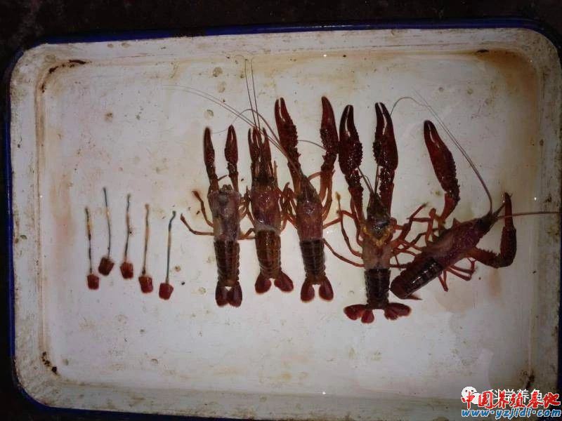 中國養殖基地 yzjidi.com