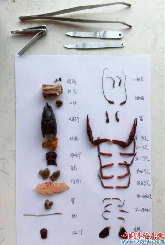 中國養殖基地 yzjidi.com
