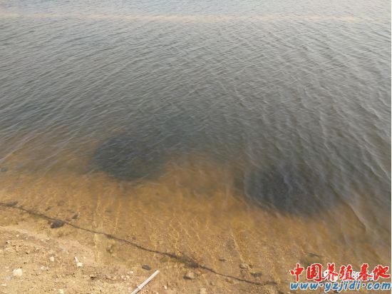 中國養殖基地 yzjidi.com