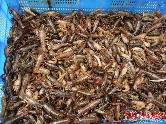 中國養殖基地 yzjidi.com