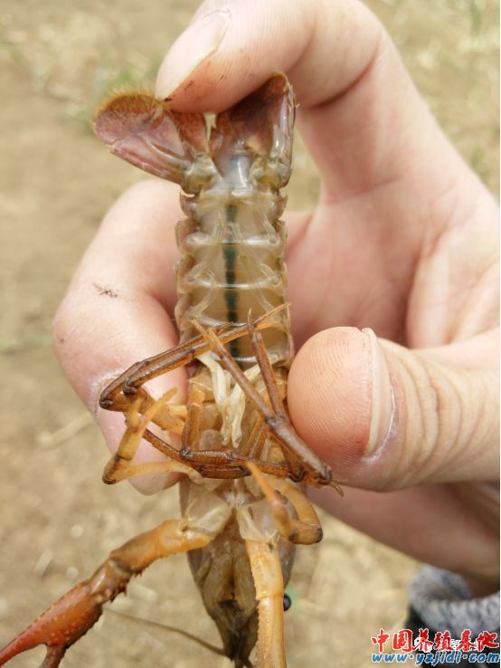 中國養殖基地 yzjidi.com