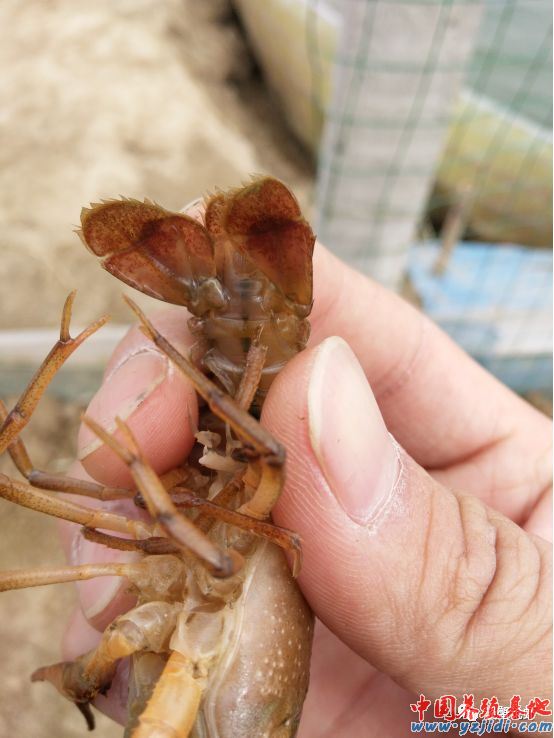 中國養殖基地 yzjidi.com