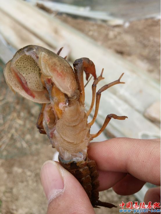 中國養殖基地 yzjidi.com