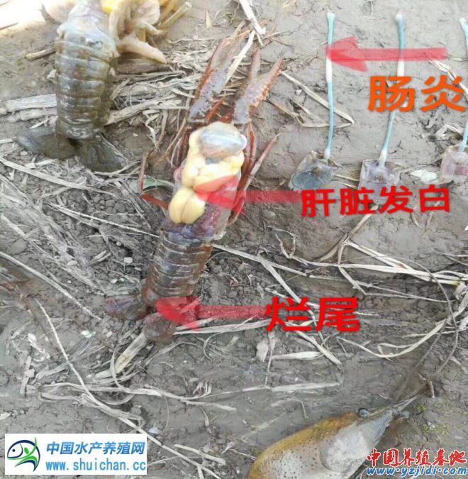 中國養殖基地 yzjidi.com