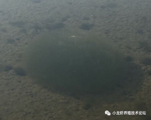 中國養殖基地 yzjidi.com