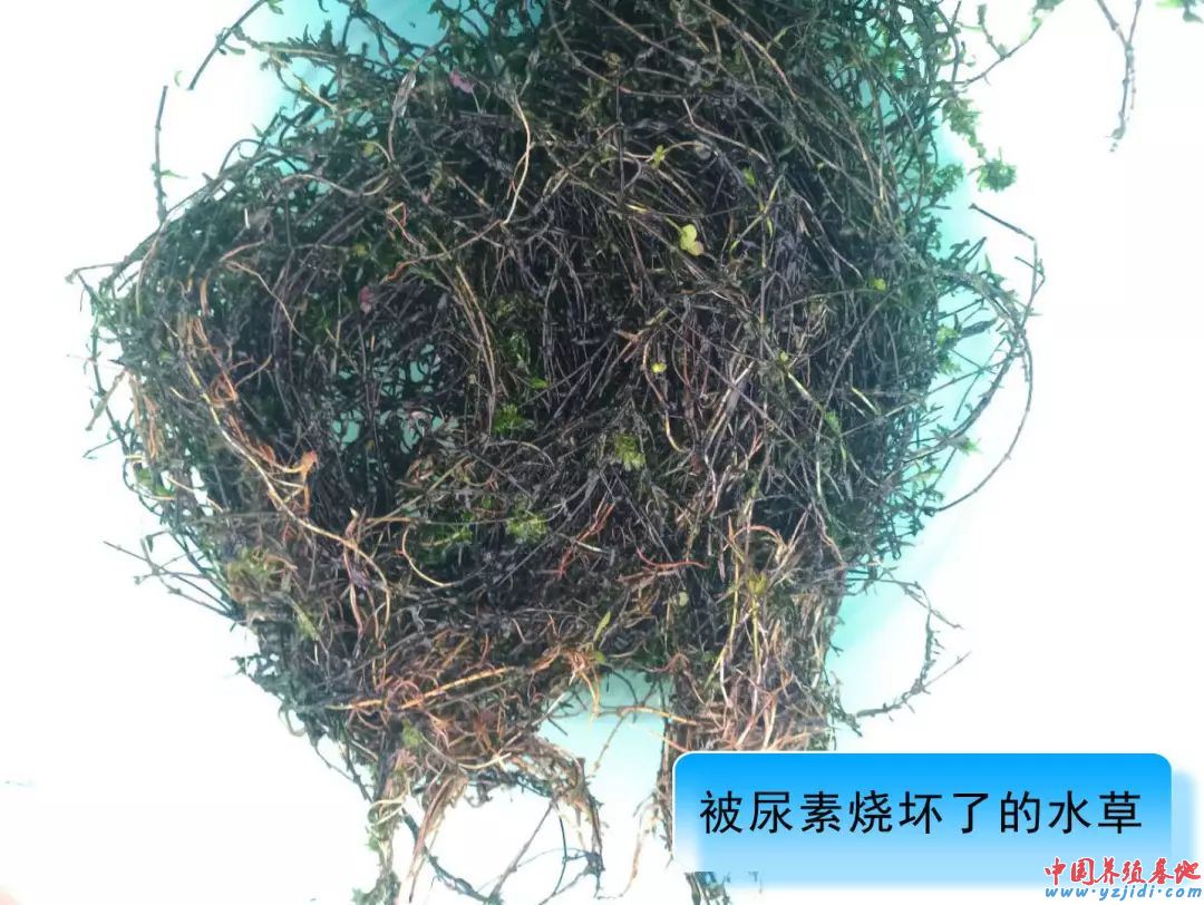 中國養殖基地 yzjidi.com