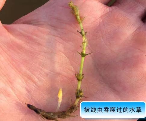 中國養殖基地 yzjidi.com