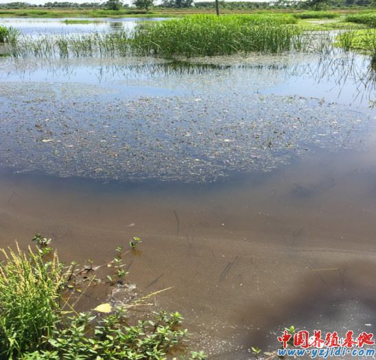 中國養殖基地 yzjidi.com