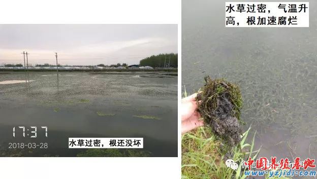 中國養殖基地 yzjidi.com