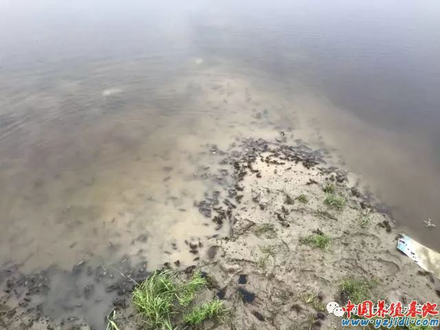 中國養殖基地 yzjidi.com