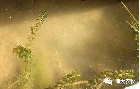 中國養殖基地 yzjidi.com