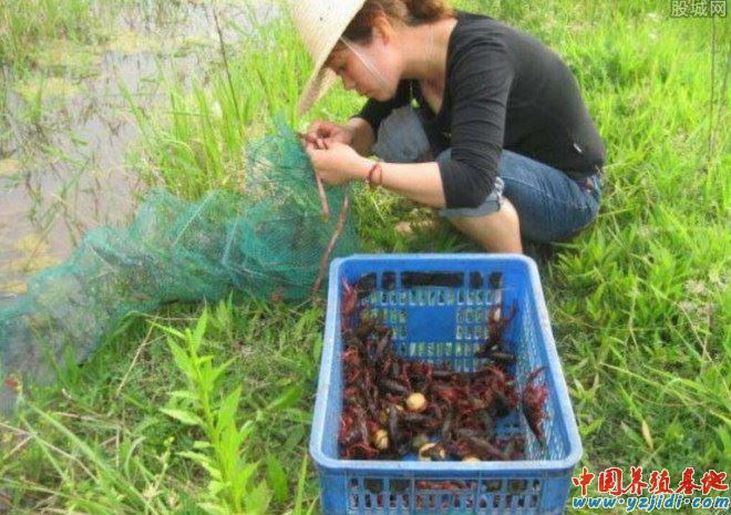 中國養殖基地 yzjidi.com