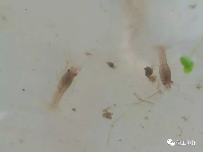 中國養殖基地 yzjidi.com