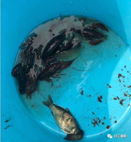中國養殖基地 yzjidi.com
