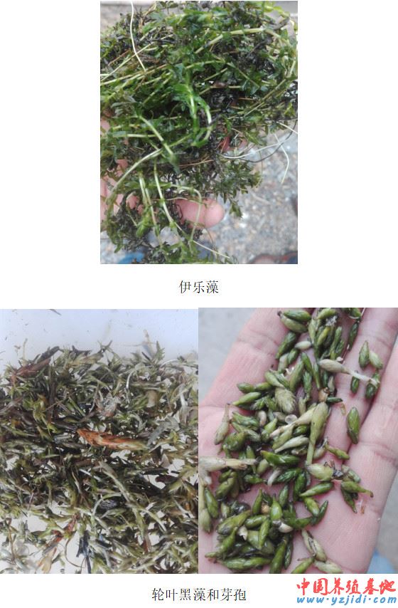 中國養殖基地 yzjidi.com