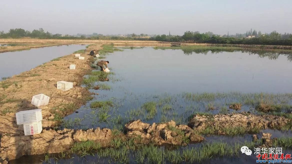 中國養殖基地 yzjidi.com