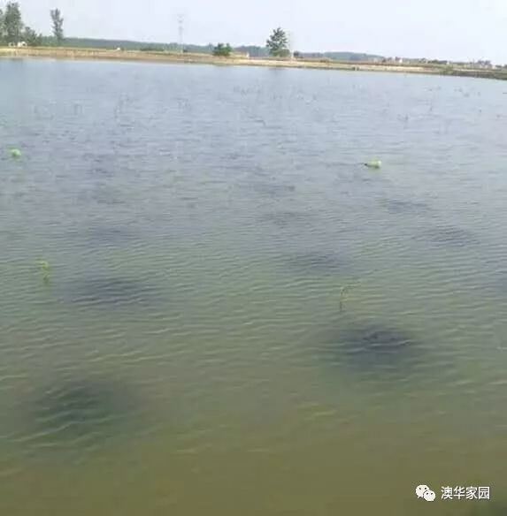 中國養殖基地 yzjidi.com