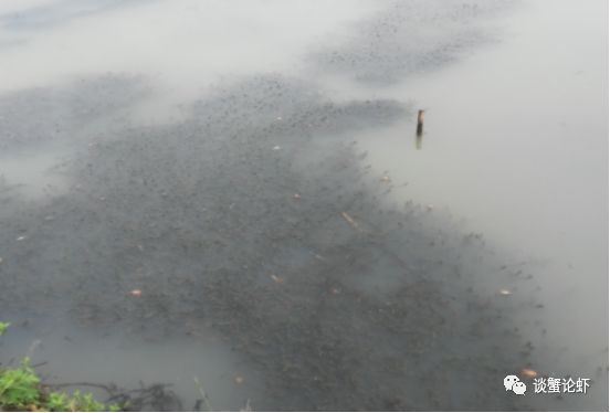中國養殖基地 yzjidi.com