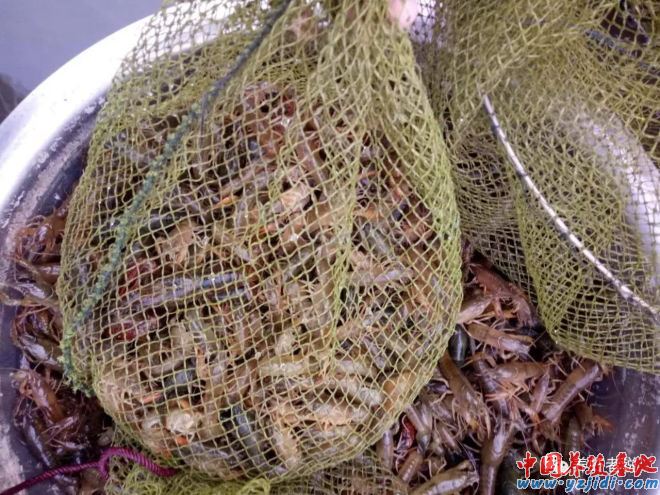 中國養殖基地 yzjidi.com