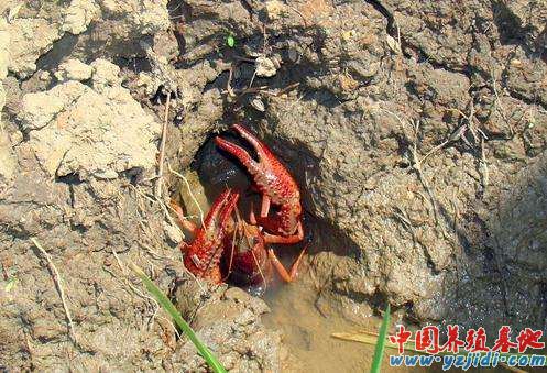 中國養殖基地 yzjidi.com