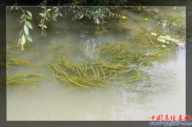 中國養殖基地 yzjidi.com