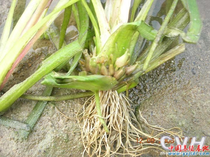 中國養殖基地 yzjidi.com