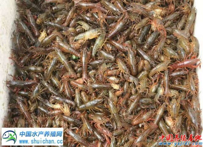 中國養殖基地 yzjidi.com