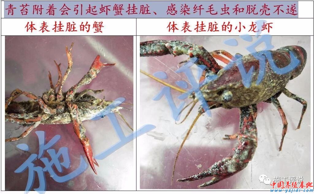 中國養殖基地 yzjidi.com