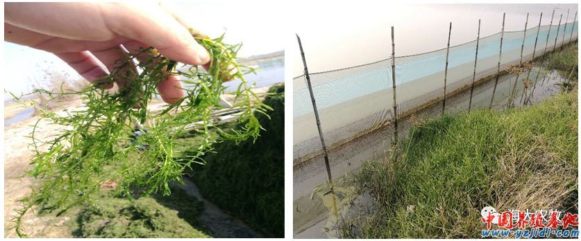 中國養殖基地 yzjidi.com