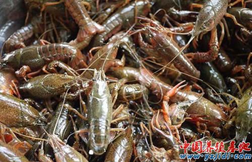 中國養殖基地 yzjidi.com