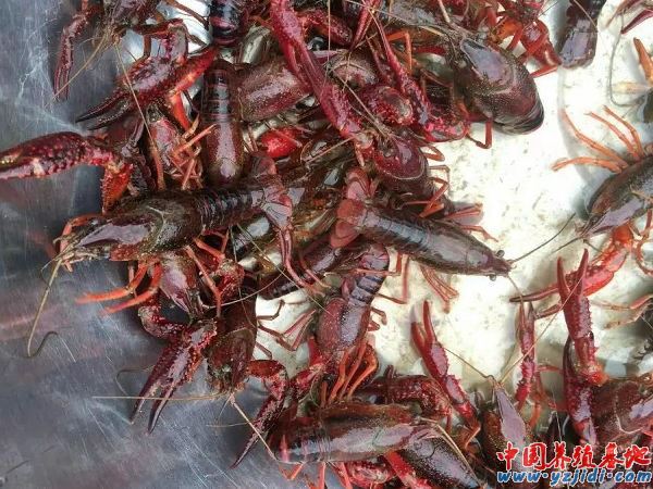 中國養殖基地 yzjidi.com