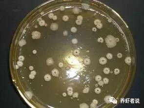 中國養殖基地 yzjidi.com