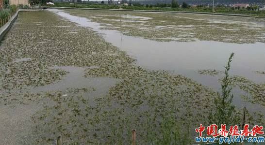 中國養殖基地 yzjidi.com