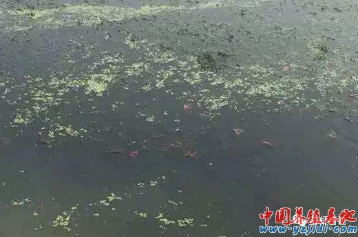 中國養殖基地 yzjidi.com