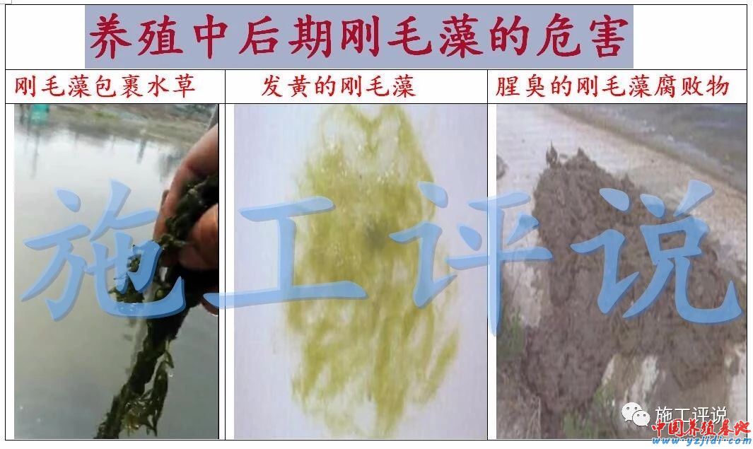 中國養殖基地 yzjidi.com