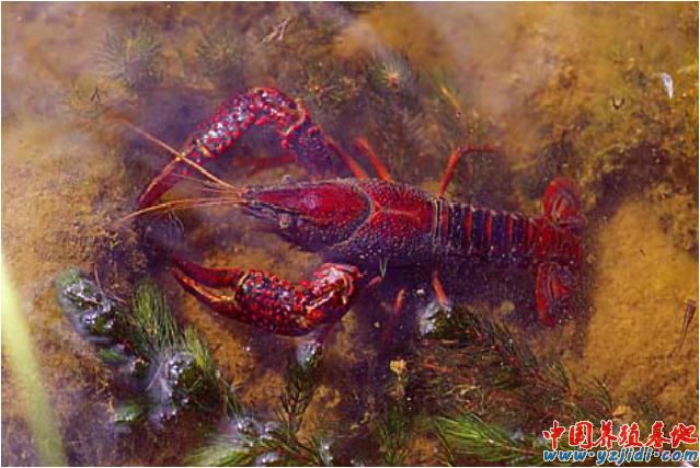 中國養殖基地 yzjidi.com