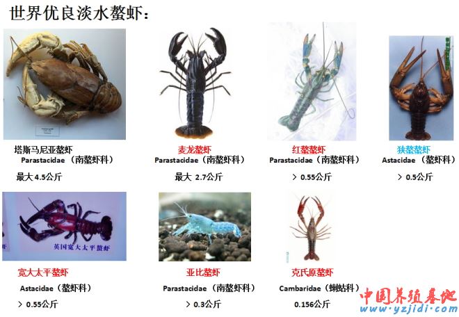 中國養殖基地 yzjidi.com