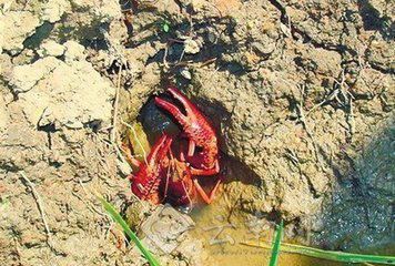 中國養殖基地 yzjidi.com