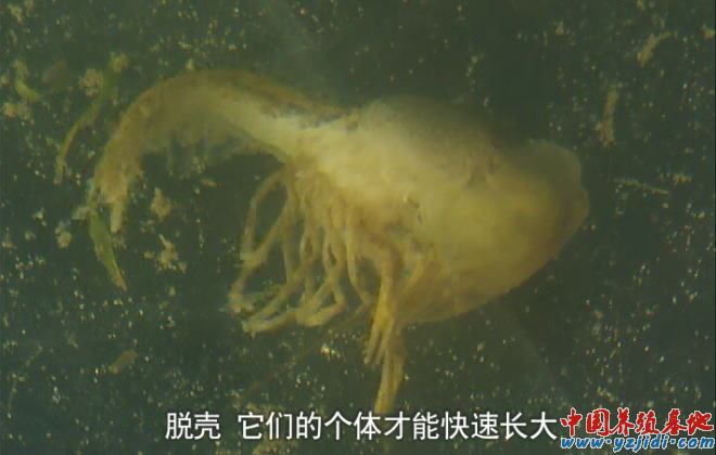 中國養殖基地 yzjidi.com