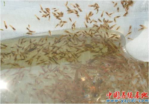 中國養殖基地 yzjidi.com
