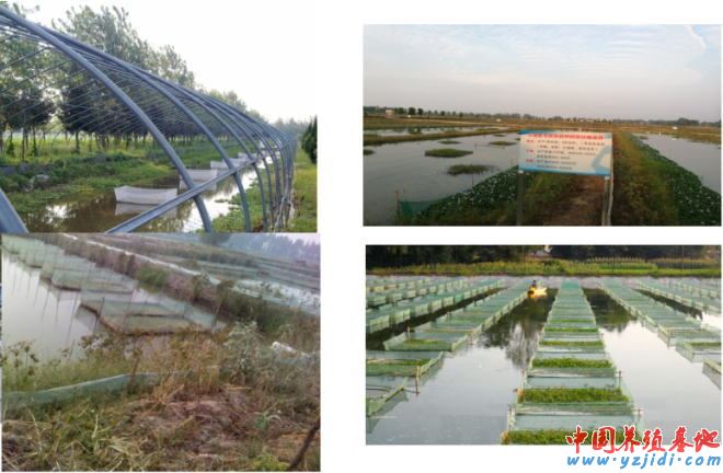 中國養殖基地 yzjidi.com