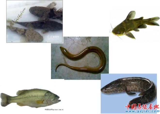 中國養殖基地 yzjidi.com