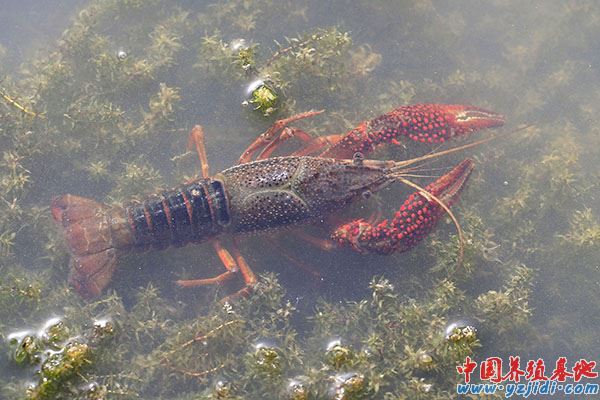 中國養殖基地 yzjidi.com