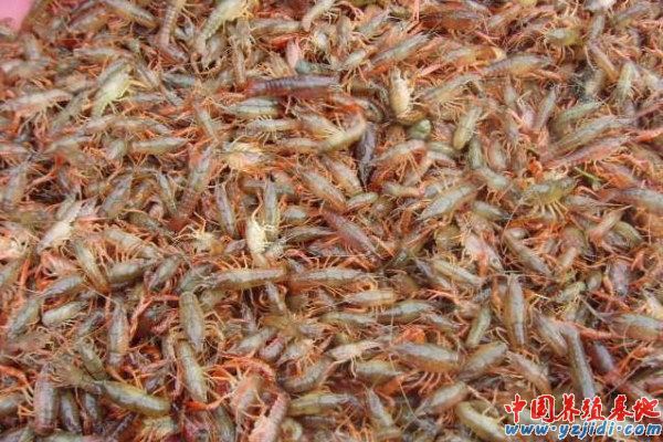 中國養殖基地 yzjidi.com