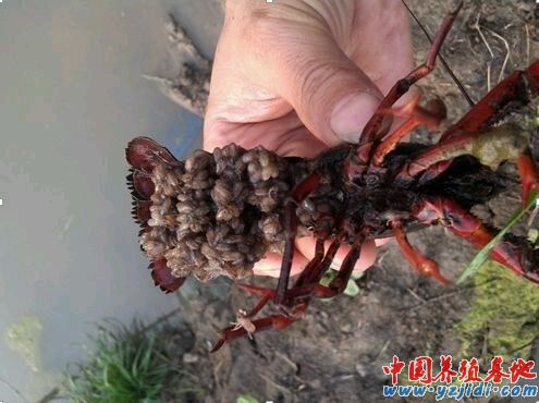 中國養殖基地 yzjidi.com