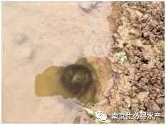 中國養殖基地 yzjidi.com