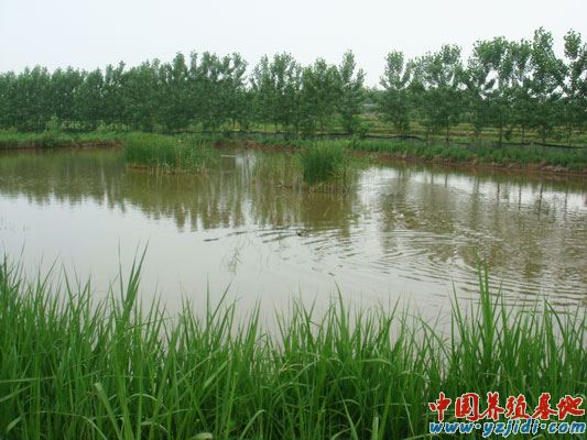 中國養殖基地 yzjidi.com