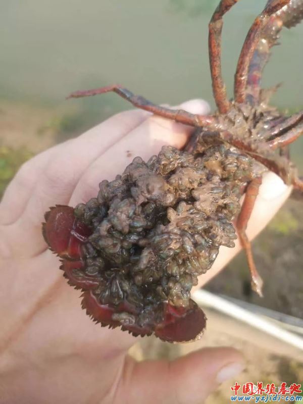 中國養殖基地 yzjidi.com