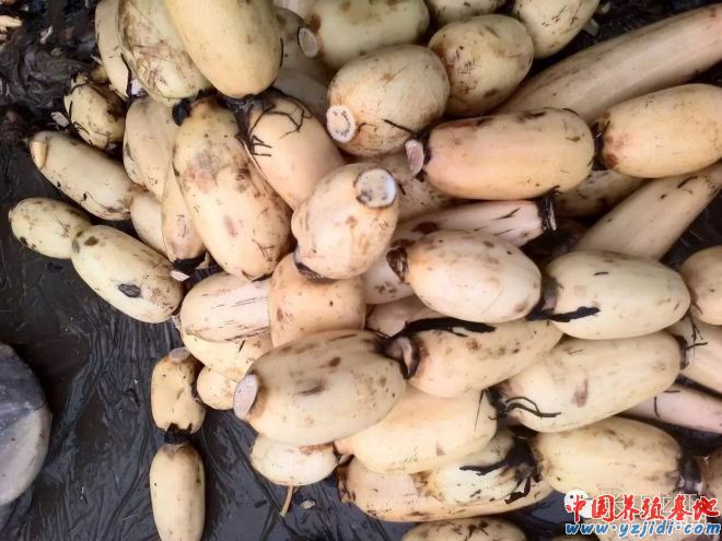 中國養殖基地 yzjidi.com